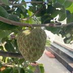 Honeyheart Cherimoya Tree