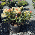 Horizon Monarch Rhododendron