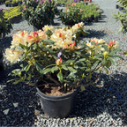 Horizon Monarch Rhododendron