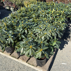 Horizon Monarch Rhododendron