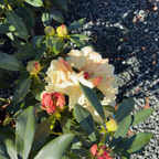 Horizon Monarch Rhododendron