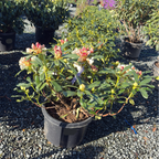 Horizon Monarch Rhododendron