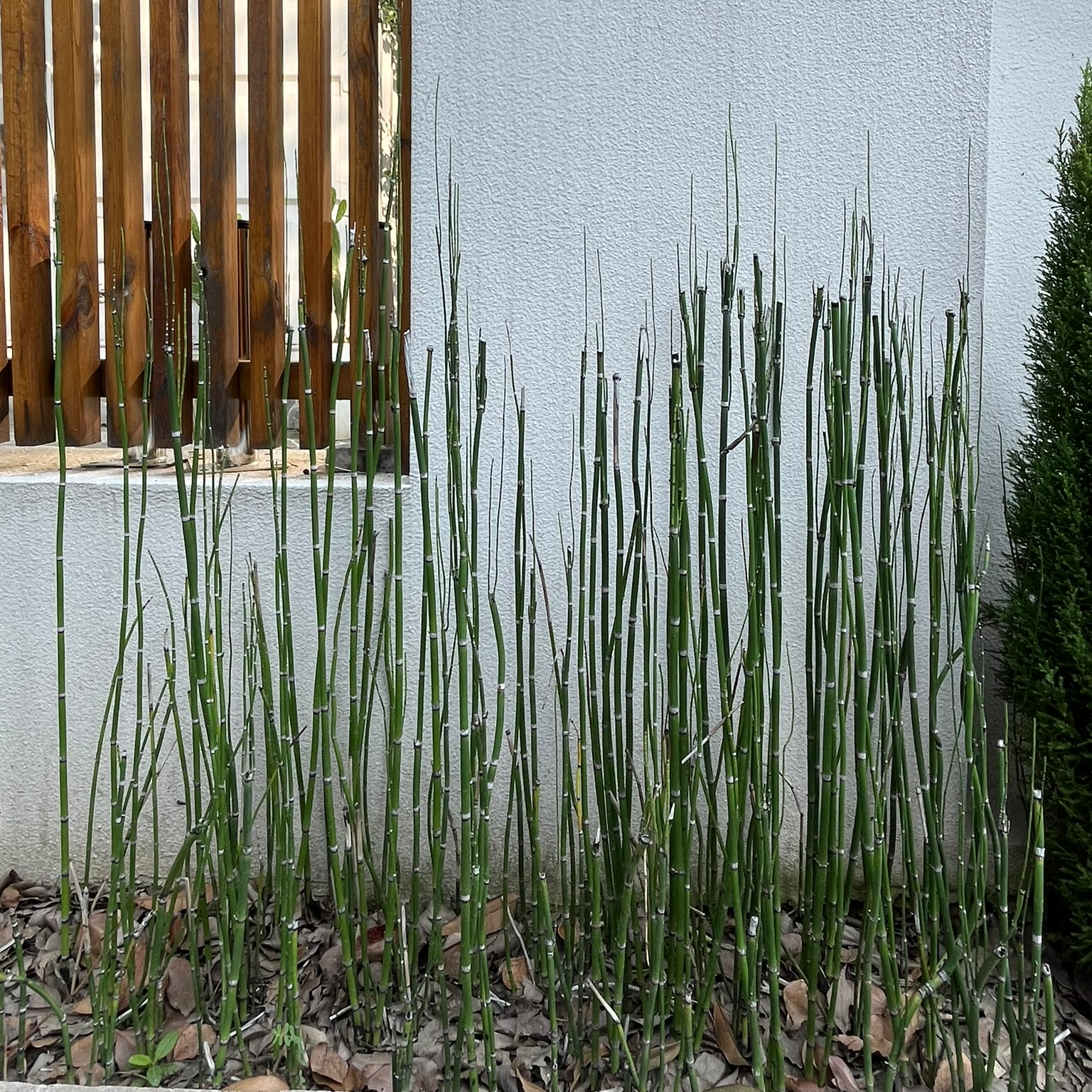 Horse Tail  in front of a textured wall with wooden slats.