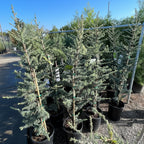 Horstmann Blue Atlas Cedar