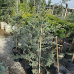 Horstmann Blue Atlas Cedar