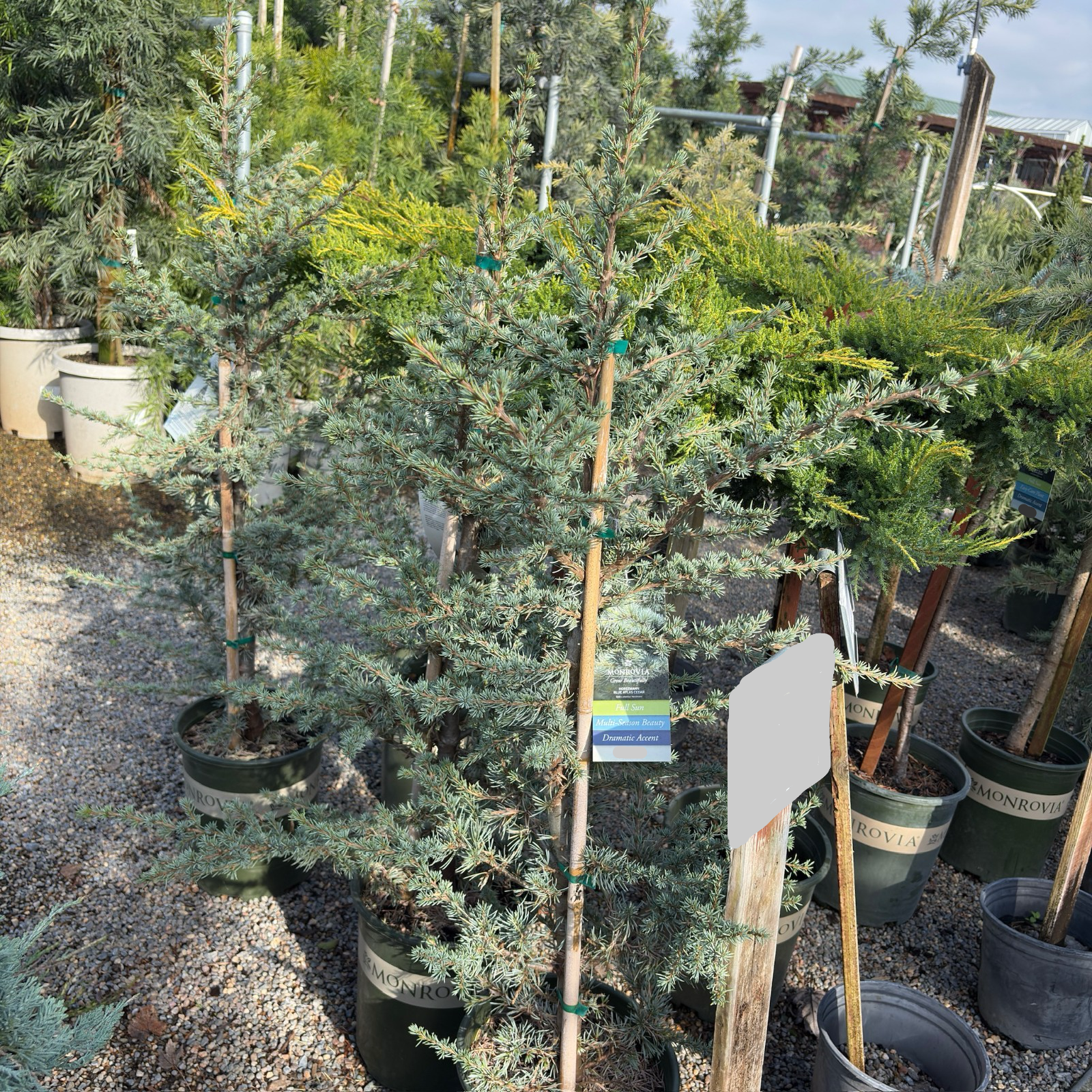 Horstmann Blue Atlas Cedar