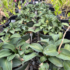 Hosta 'Blue Angel'