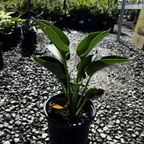  Hosta 'Blue Angel'