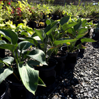 Hosta 'Blue Angel'