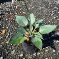 Hosta Halcyon