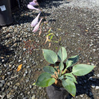 Hosta Halcyon