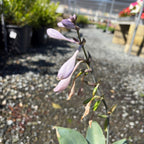 Hosta Halcyon