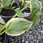 Hosta So Sweet