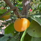 Hosui Pear 