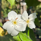 Hosui Pear