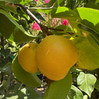 Hosui Pear