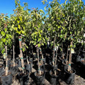 Hosui Pear
