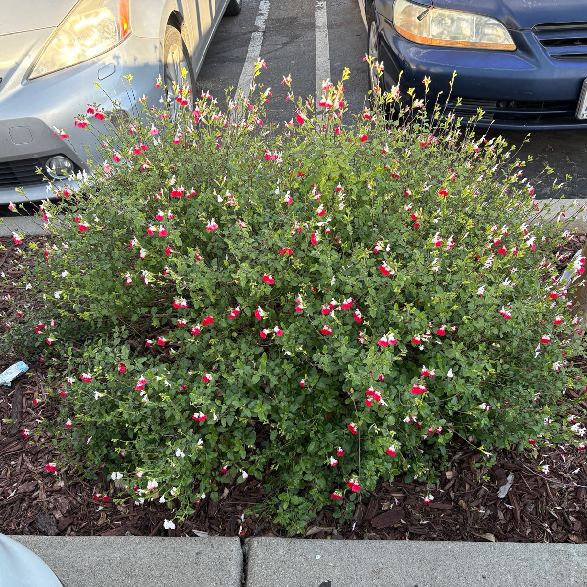 Hot Lips Sage