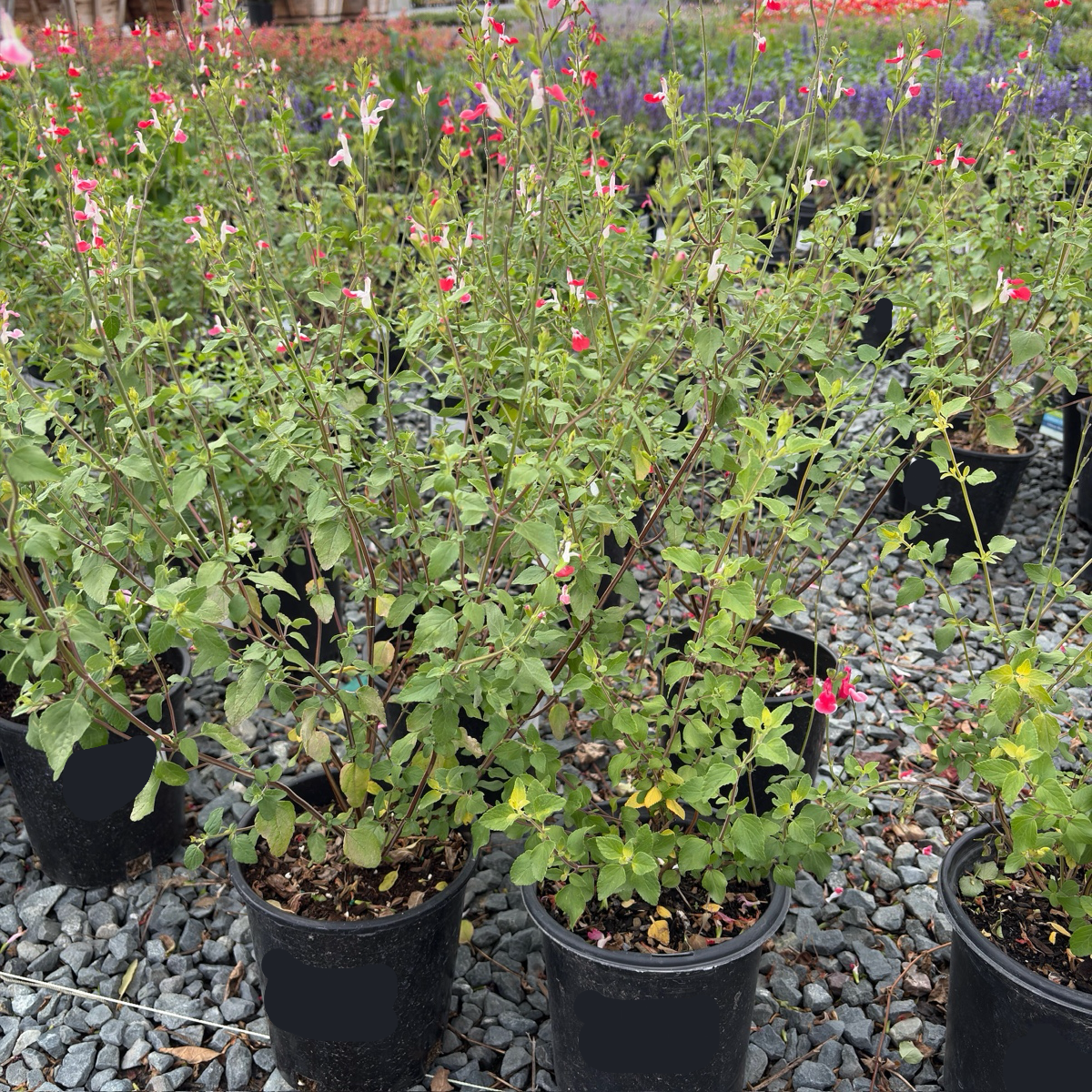 Hot Lips Sage