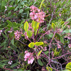Howard McMinn Manzanita