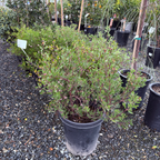 Howard McMinn Manzanita