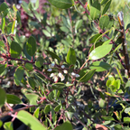 Howard McMinn Manzanita