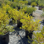 Howard McMinn Manzanita