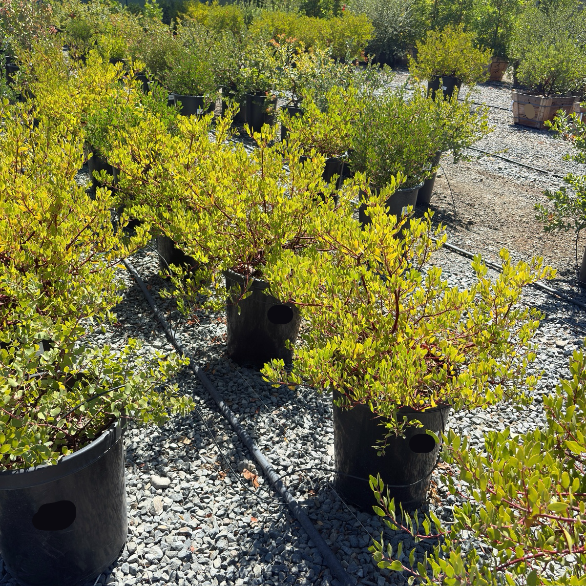 Howard McMinn Manzanita