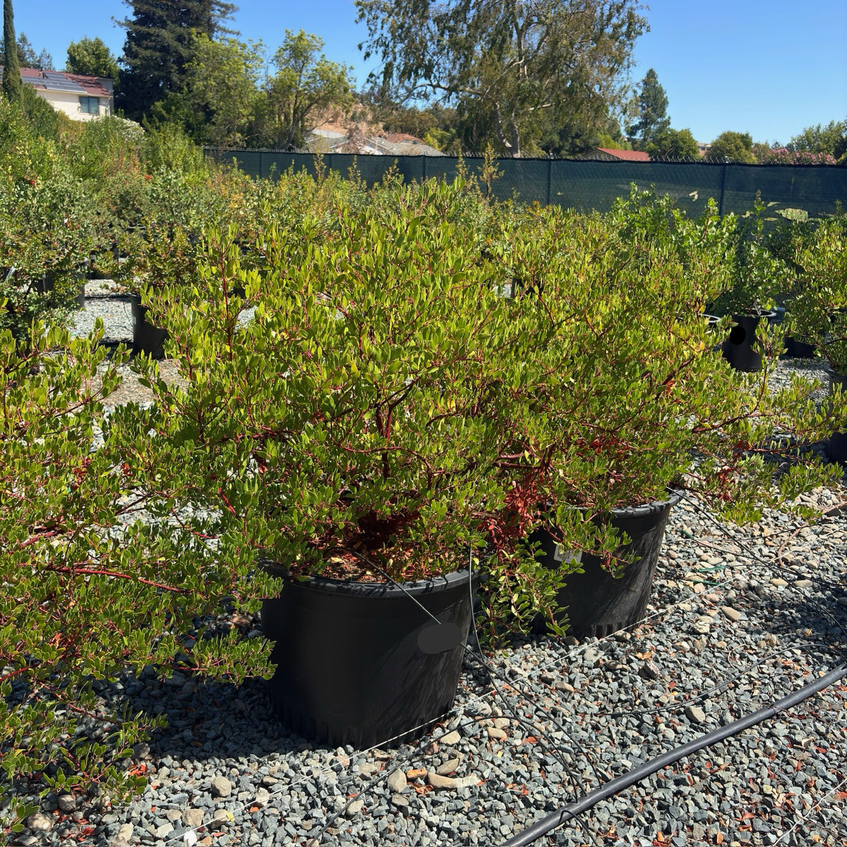 Howard McMinn Manzanita
