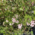 Howard McMinn Manzanita