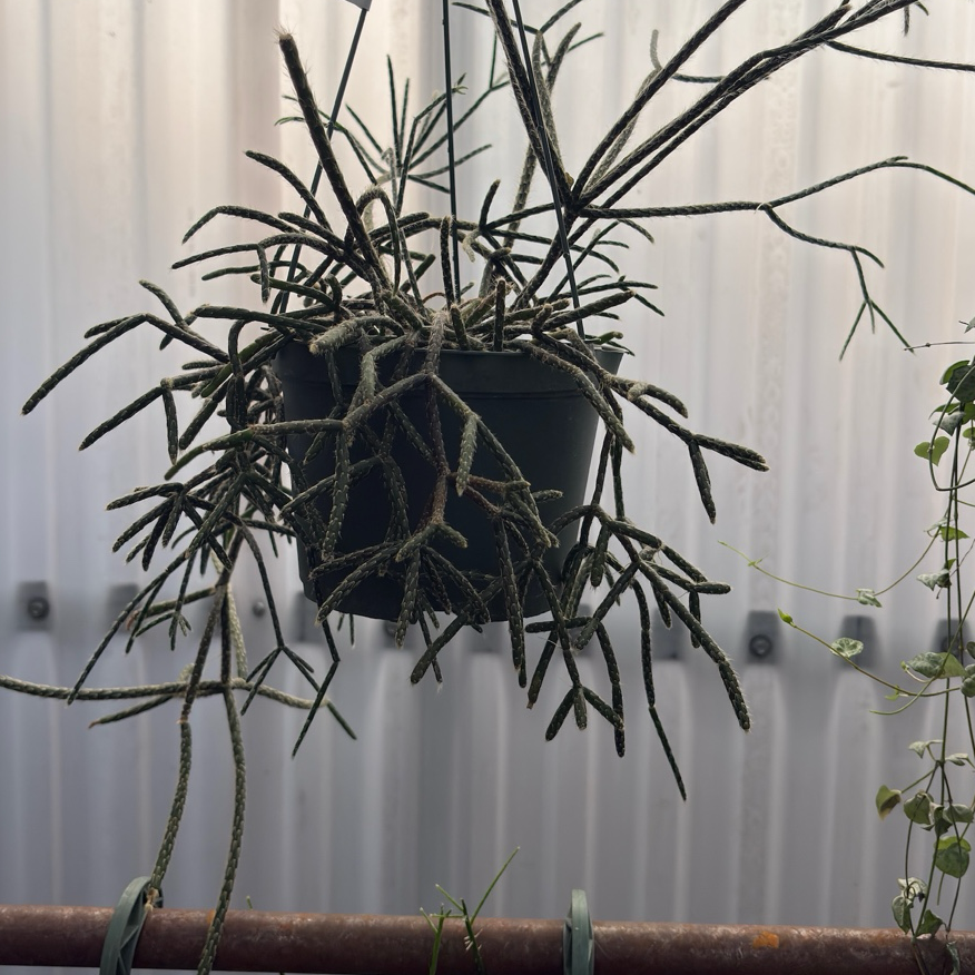 Hphb-rhipsalis