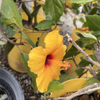 Hula Girl Tropical Hibiscus