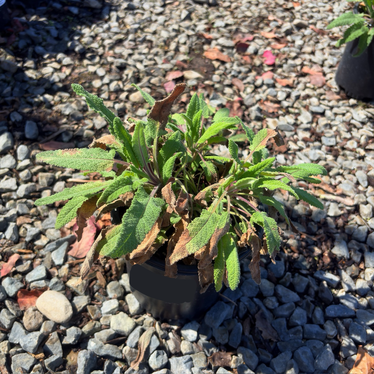 Hummingbird Sage