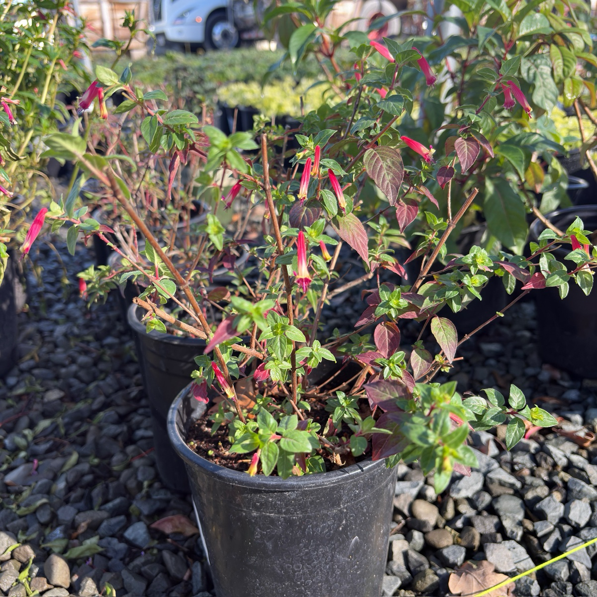 Hummingbird's Lunch Cigar Plant