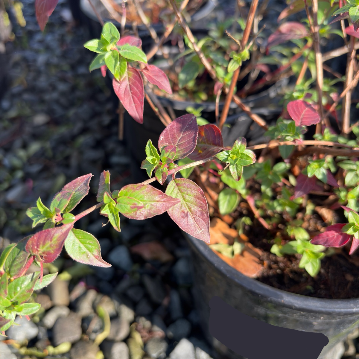 Hummingbird's Lunch Cigar Plant