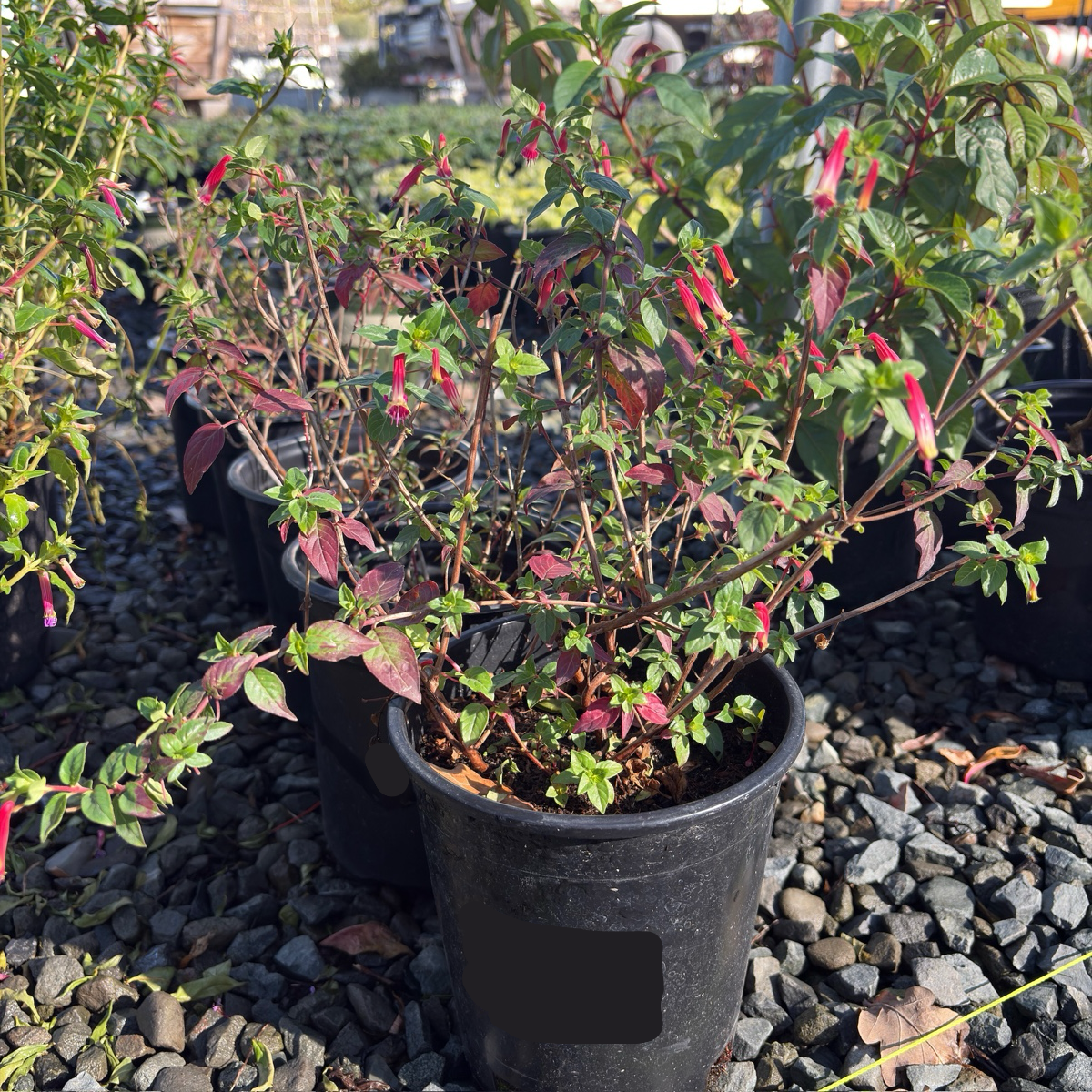 Hummingbird's Lunch Cigar Plant