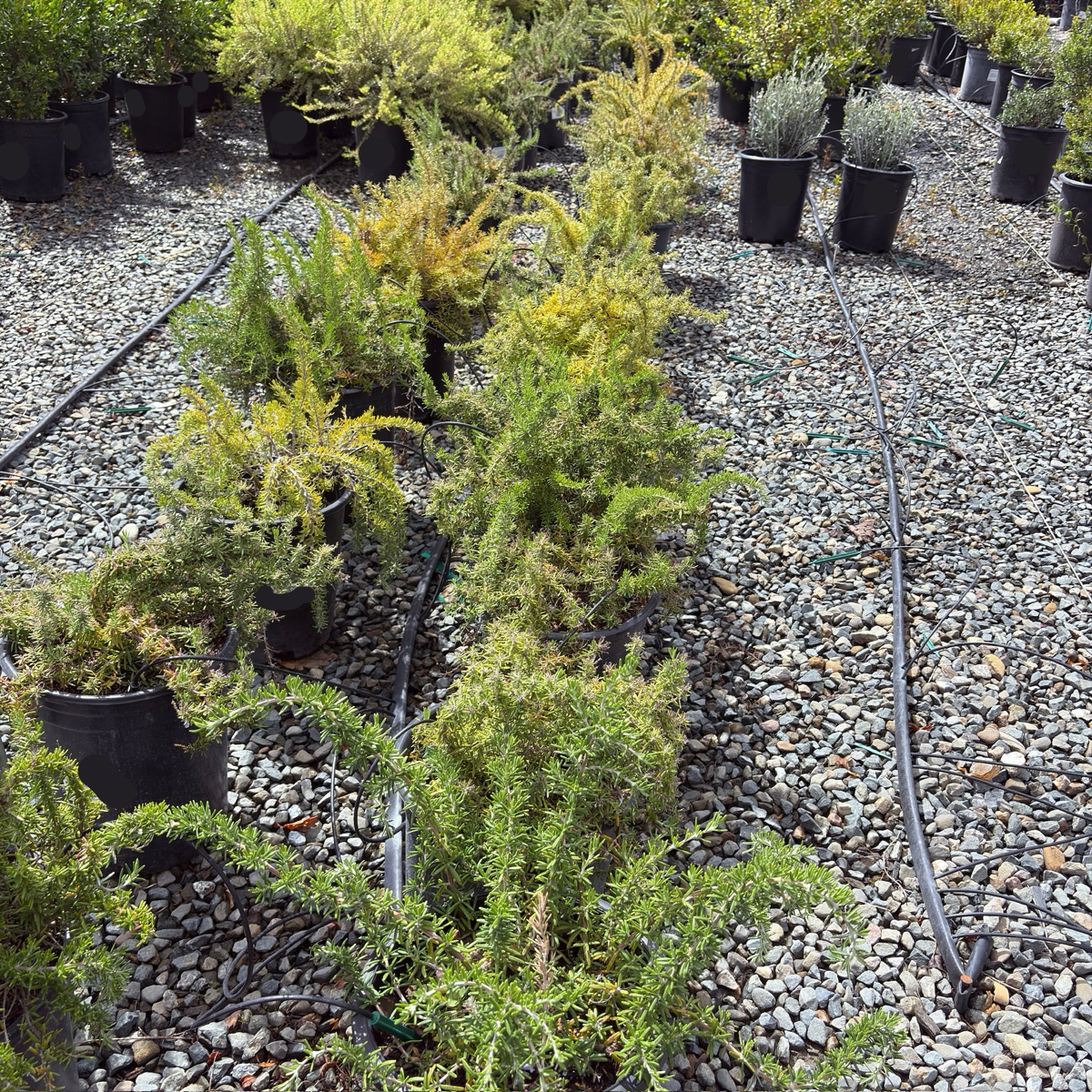 Huntington Carpet Rosemary