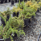Huntington Carpet Rosemary