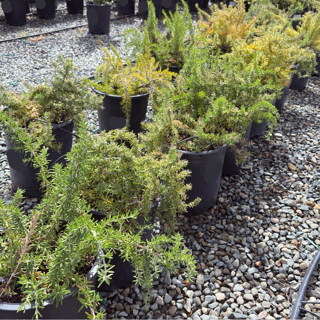 Huntington Carpet Rosemary