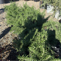 Huntington Carpet Rosemary