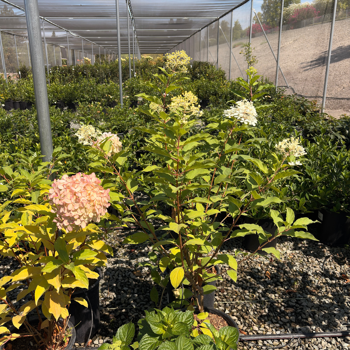 Hydrangea paniculata 'Phantom' 6