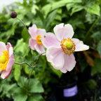 九月魅力银莲花