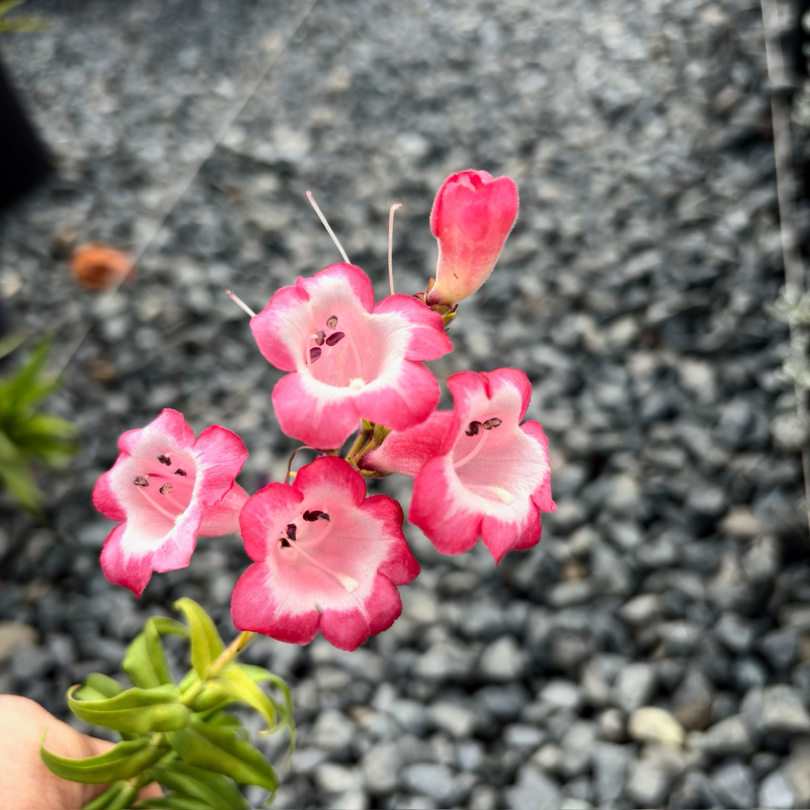 贝芙·詹森钓钟柳