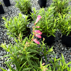 苹果花钓钟柳