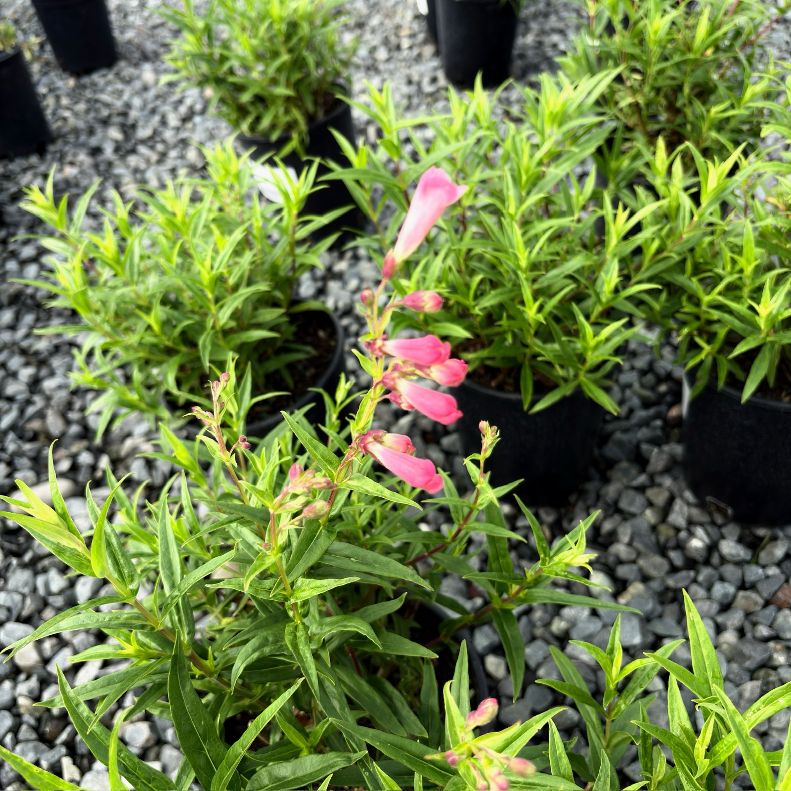 苹果花钓钟柳