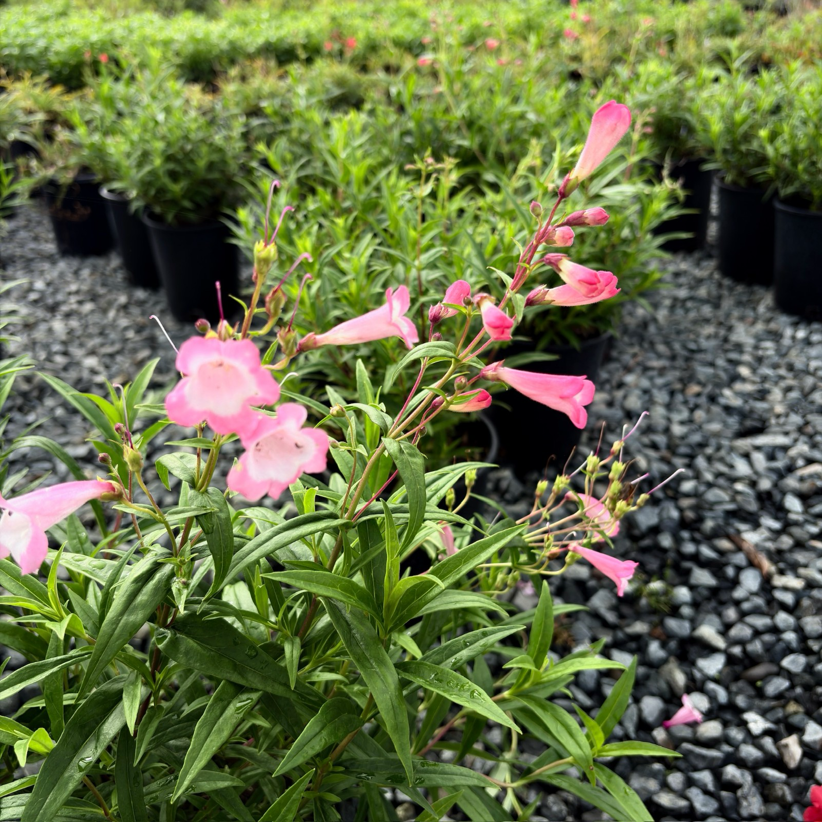 苹果花钓钟柳