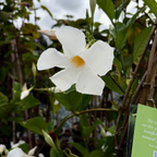 白花飘香藤