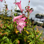 苹果花钓钟柳