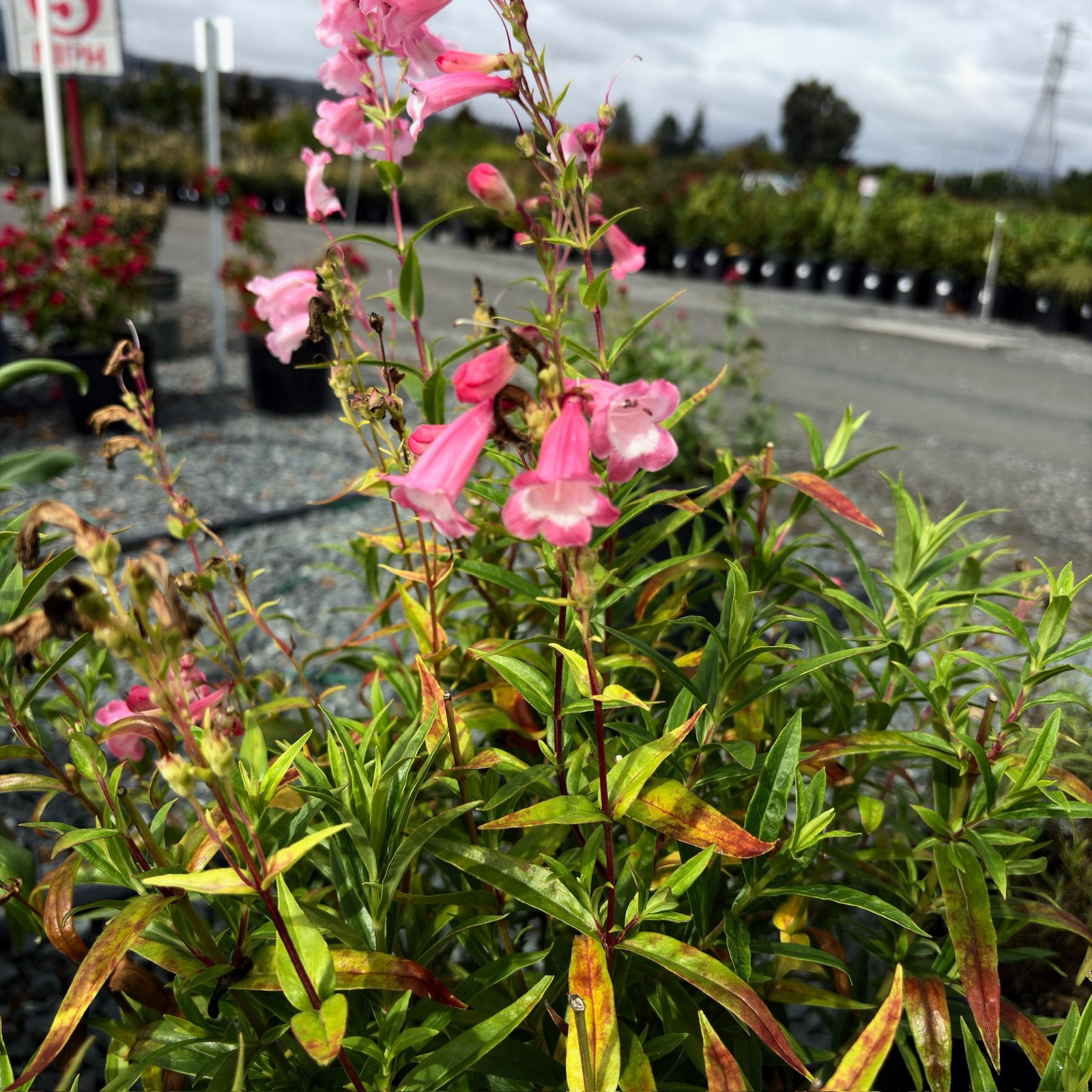 苹果花钓钟柳