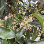 四季桂/银桂花树